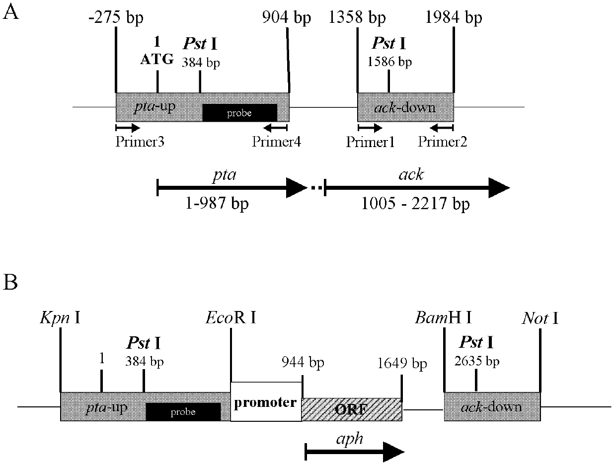 Engineering bacterium of fermenting production of optical pure L-lactate by utilizing xylose and construction thereof