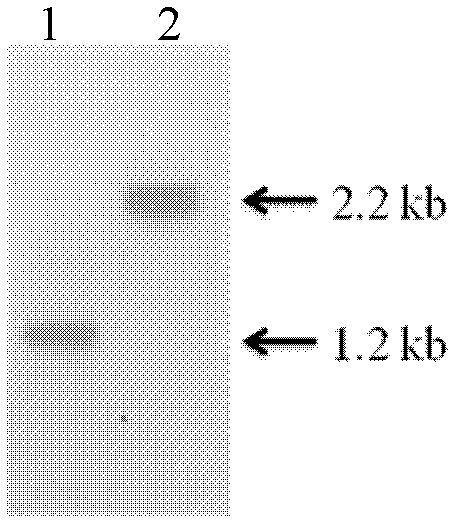 Engineering bacterium of fermenting production of optical pure L-lactate by utilizing xylose and construction thereof