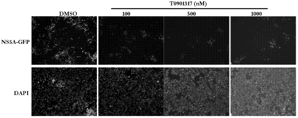 Application of T0901317 in preparation of drugs treating or preventing hepatitis C