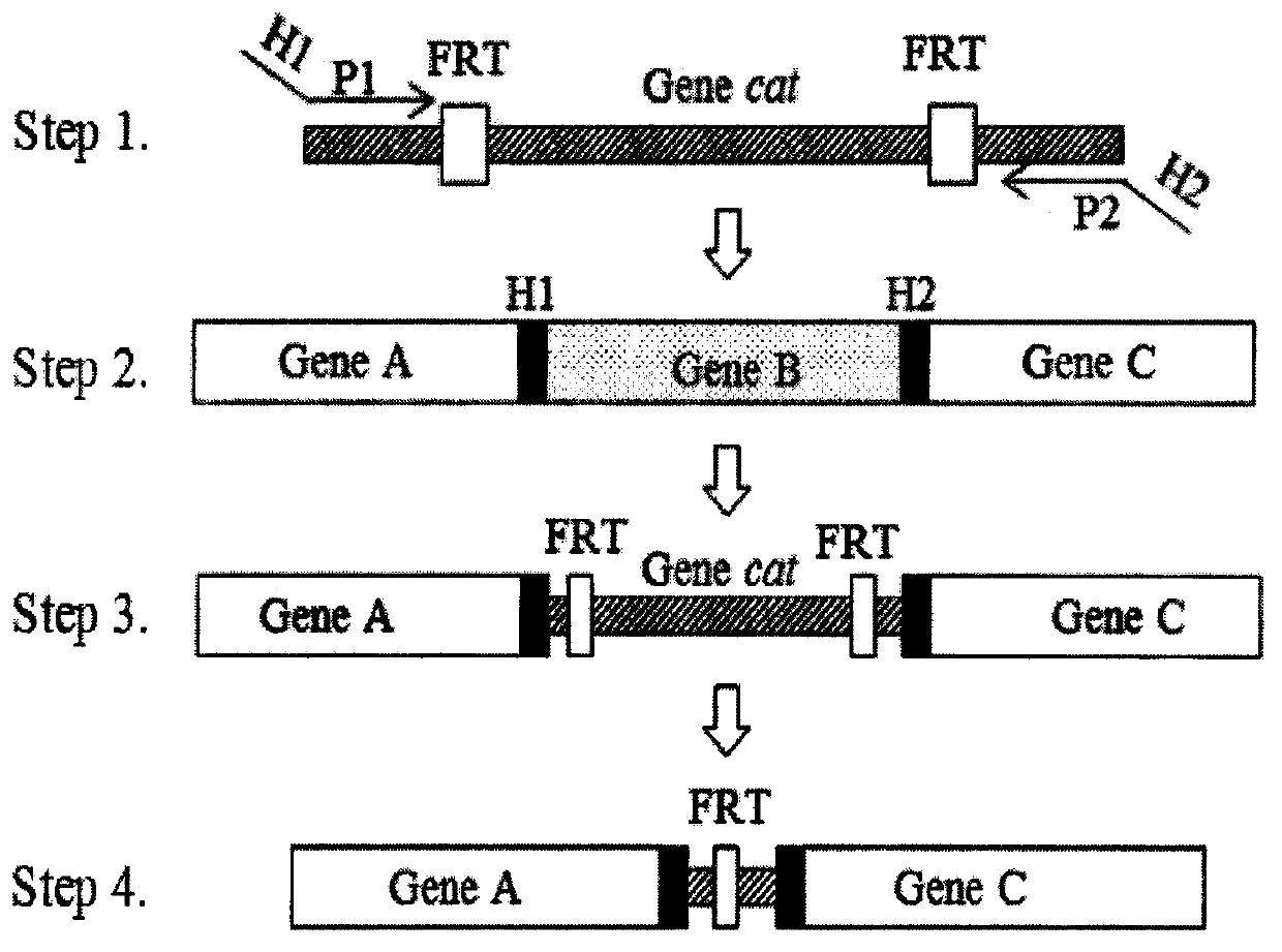 A strain of Escherichia coli that detects arsenic