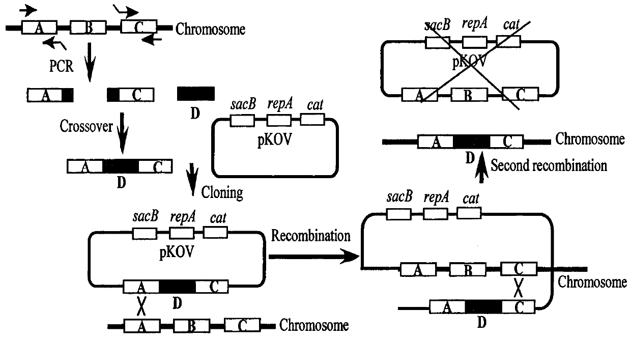 A strain of Escherichia coli that detects arsenic