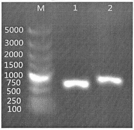 A strain of Escherichia coli that detects arsenic