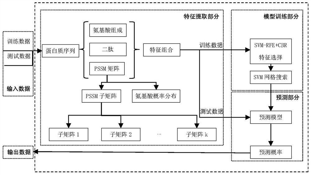 DNA binding protein prediction method based on local evolution information