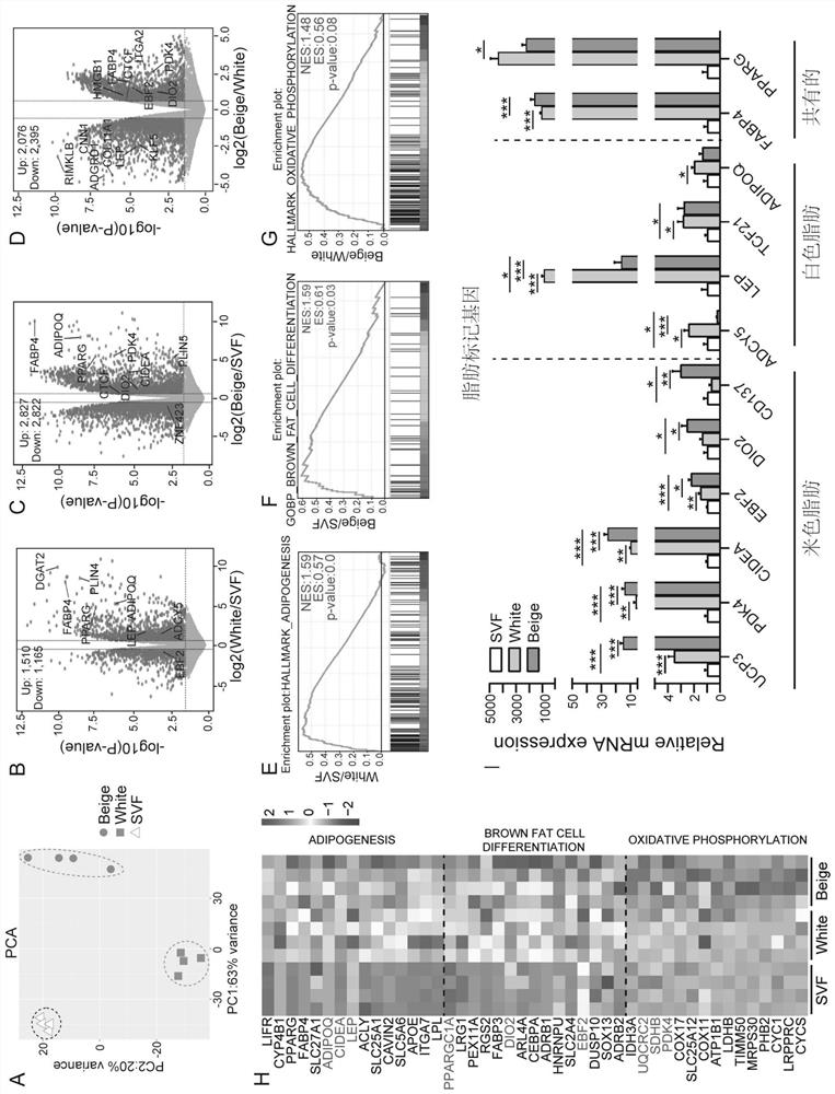 Application of ITGA2 gene in regulation and control of formation of rice-colored fat of pigs