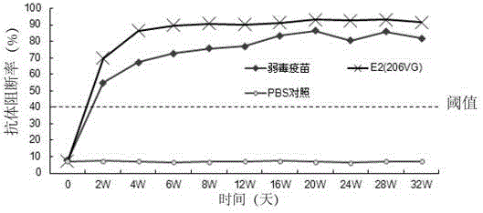 Recombinant cell line stably expressing swine fever virus e2 protein and its application in the preparation of swine fever subunit vaccine and diagnostic reagent