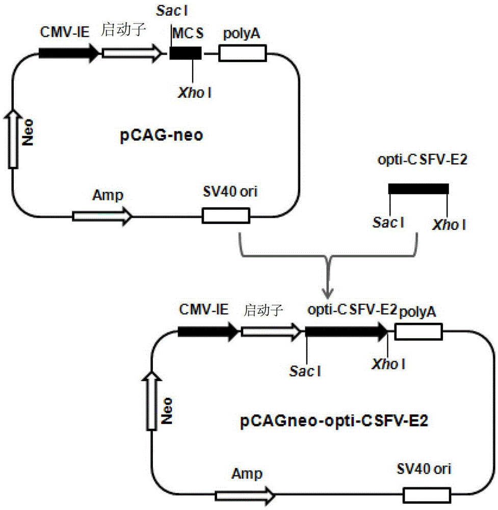 Recombinant cell line stably expressing swine fever virus e2 protein and its application in the preparation of swine fever subunit vaccine and diagnostic reagent