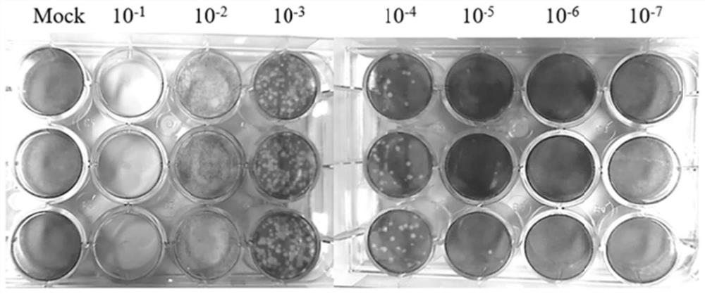 Fatty acid prodrug of nucleoside-like broad-spectrum antiviral drug as well as preparation method and application of fatty acid prodrug