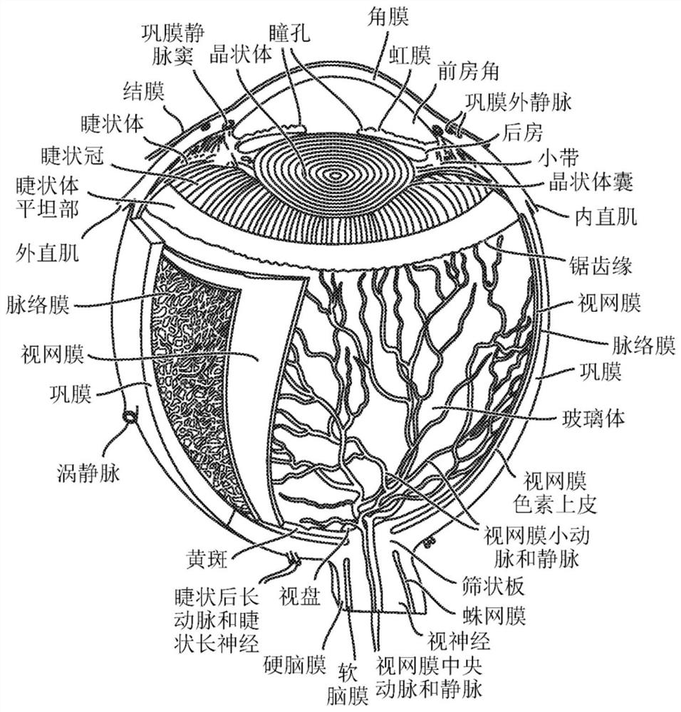 Sap and peptidomimetics for treatment of eye disease