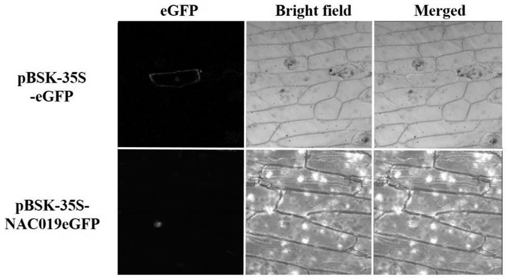 A protein gsnac019 related to plant stress resistance and its coding gene and application