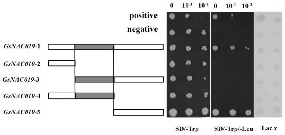 A protein gsnac019 related to plant stress resistance and its coding gene and application