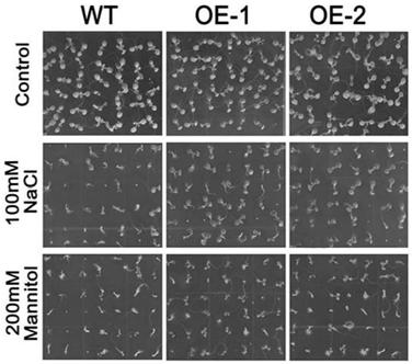 Corn 3-glyceraldehyde phosphate dehydrogenase ZmGPDH1 and application of coding gene of corn 3- glyceraldehyde phosphate dehydrogenase ZmGPDH1 to regulation and control over plant stress tolerance