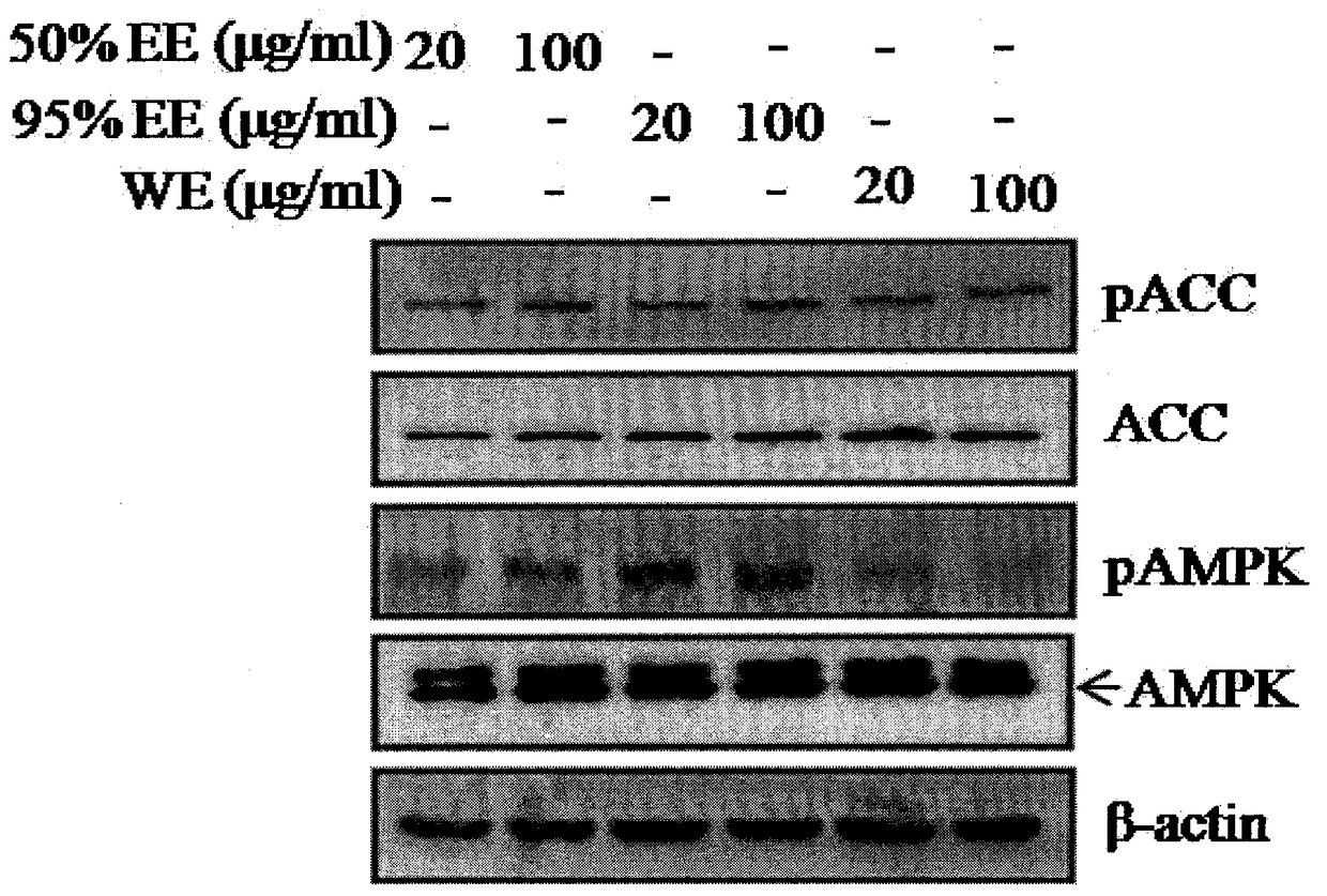 Artemisia wannensis extract and its preparation method and use