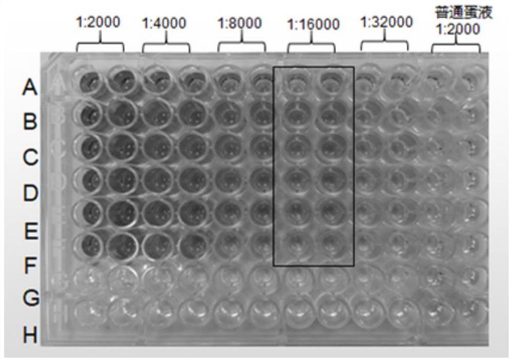 Preparation method and application of yolk antibody feed additive powder