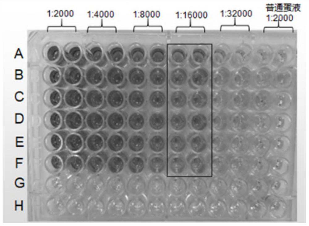 Preparation method and application of yolk antibody feed additive powder