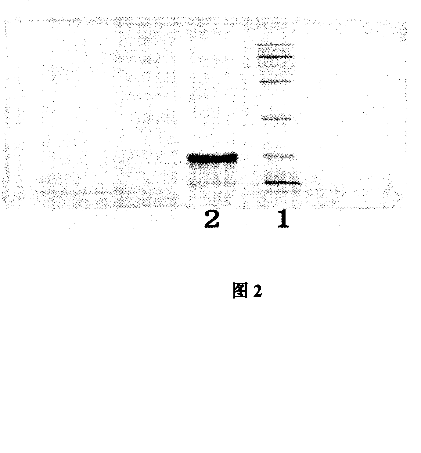 Human horny cell growth factor-2 mutant and its preparation method