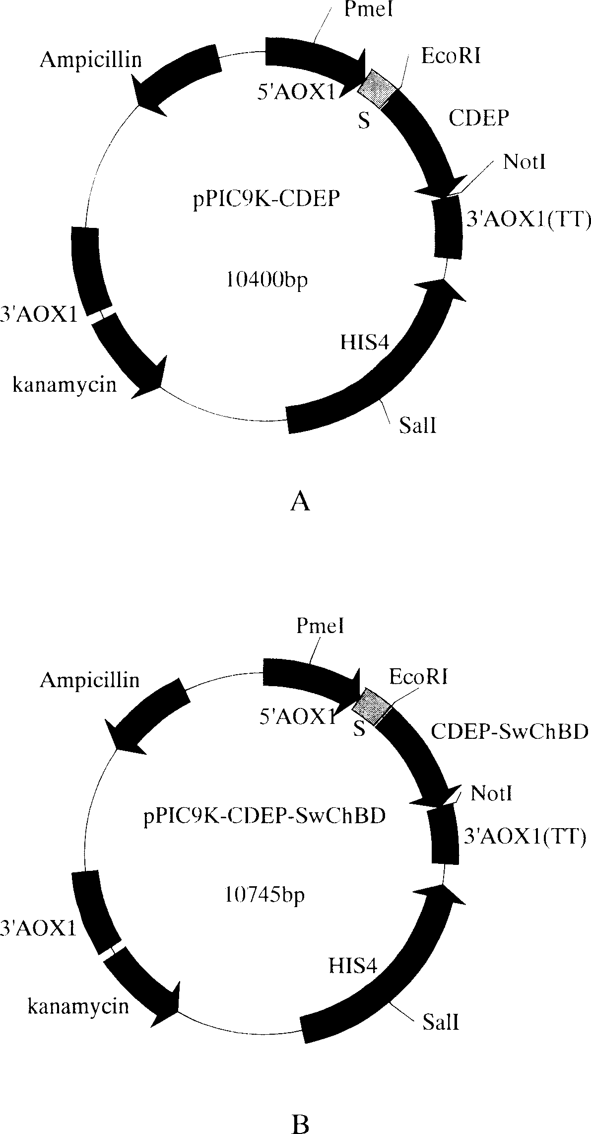 Recombinant serine protease and fungicide containing the same