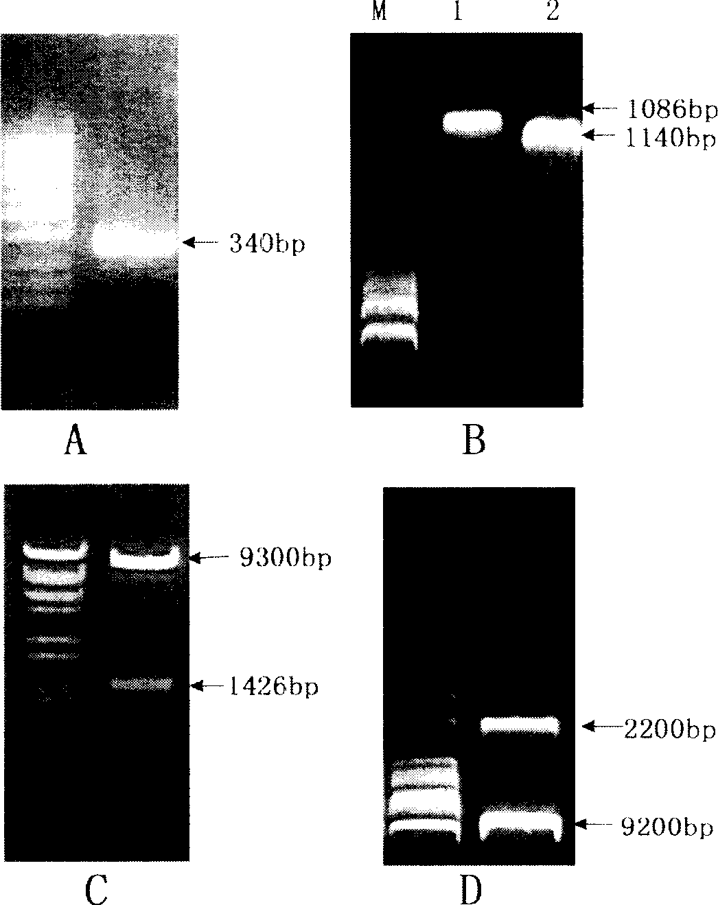 Recombinant serine protease and fungicide containing the same