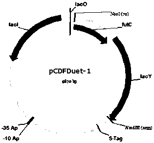 A method for constructing recombinant Escherichia coli to biosynthesize 2"-fucogalactose