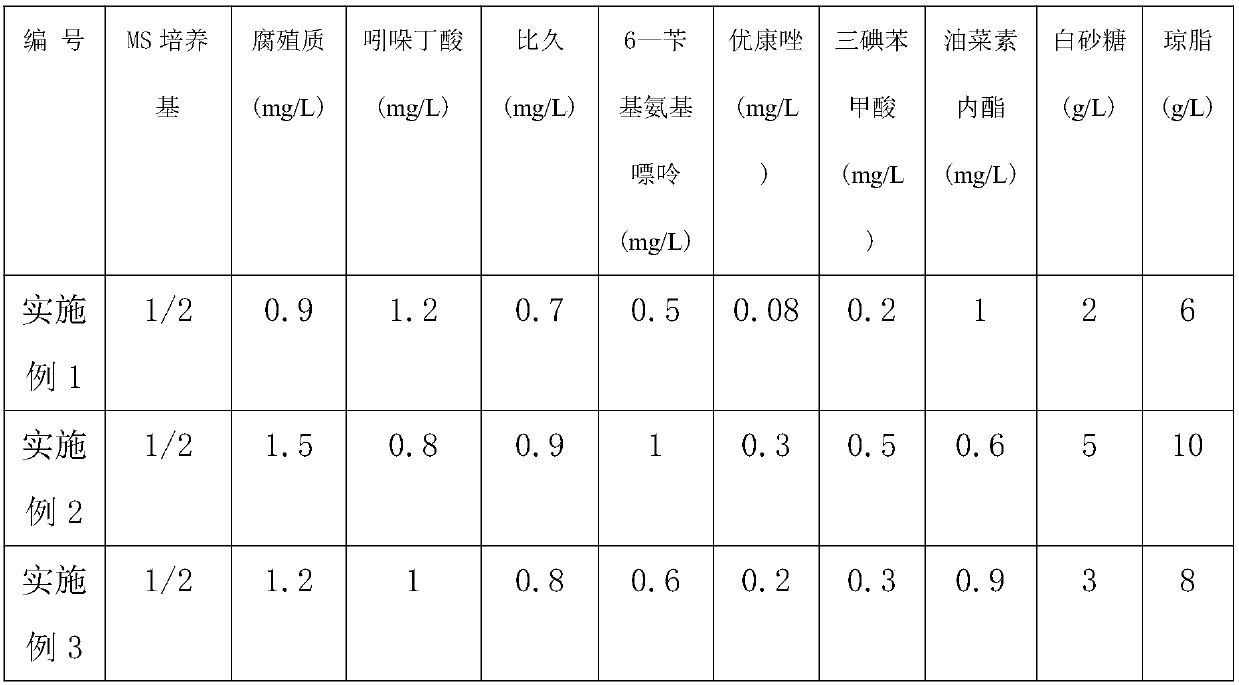 Special culture medium for cypripedium palangshanense