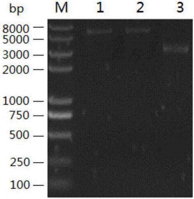 Recombinant lactobacillus for simultaneously expressing clostridium perfringens alpha, beta 2, epsilon and beta 1 exotoxin, construction method of recombinant lactobacillus and application