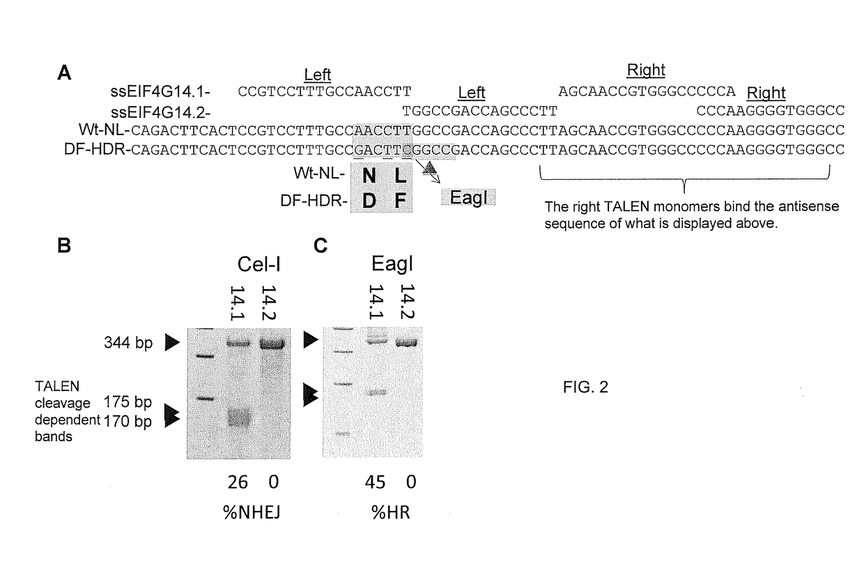 Production of FMDV-resistant livestock by allele substitution