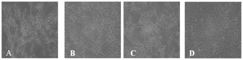 Porcine parvovirus infectious cloning system stably carrying genetic marker, construction method and application thereof