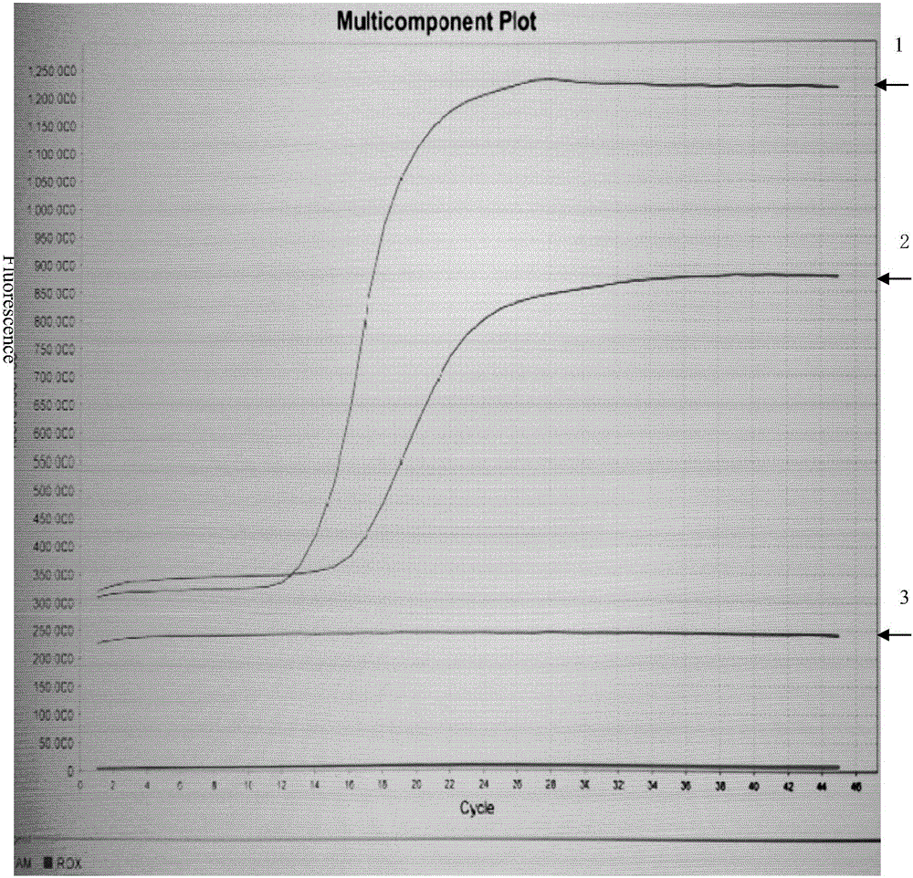 LAMP technology-based primer, kit and detection method for detecting Plum pox virus