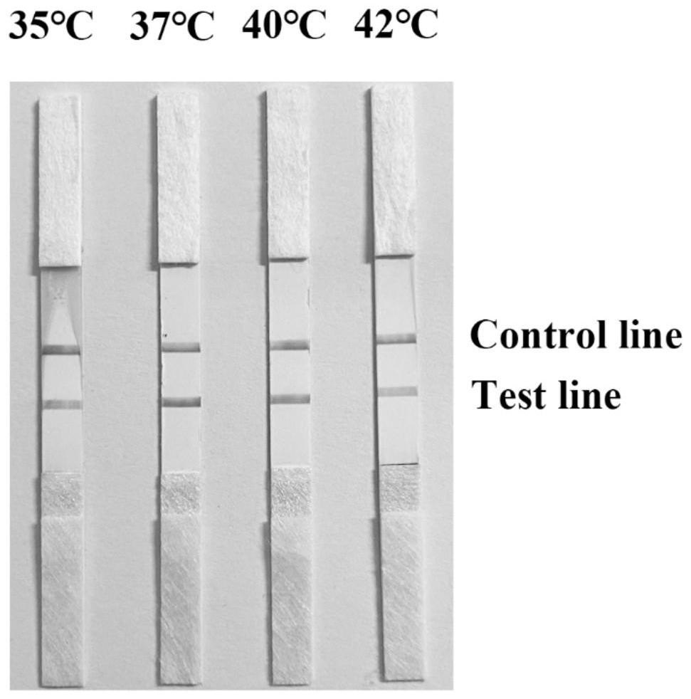 Specific primer pair for rapidly detecting Enterocytozoon hepatopenaei by utilizing RPA-LFS, detection kit and application of detection kit