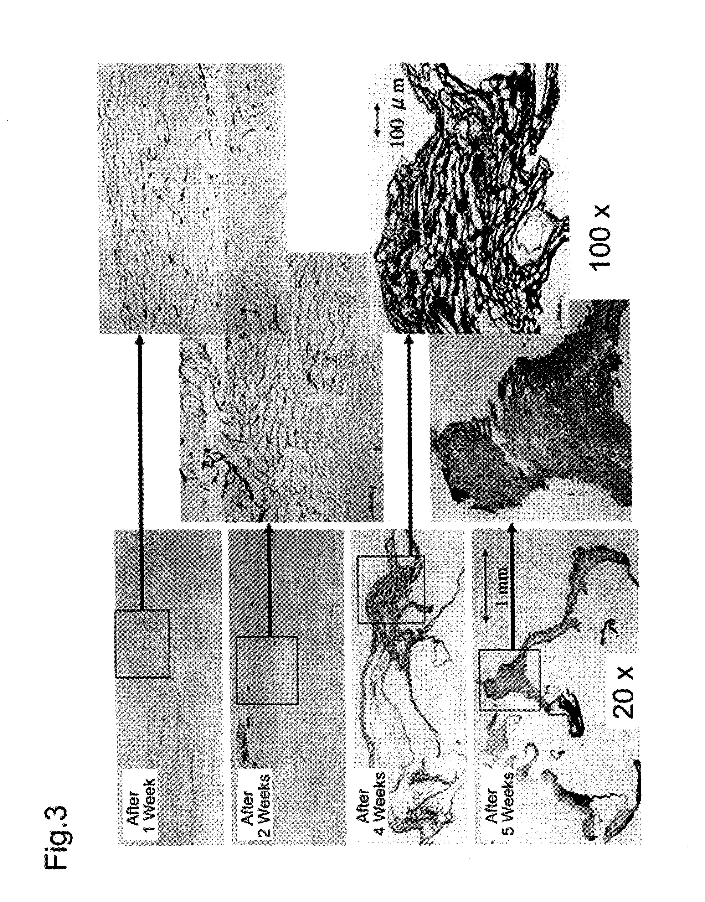 Method for producing artificial skin