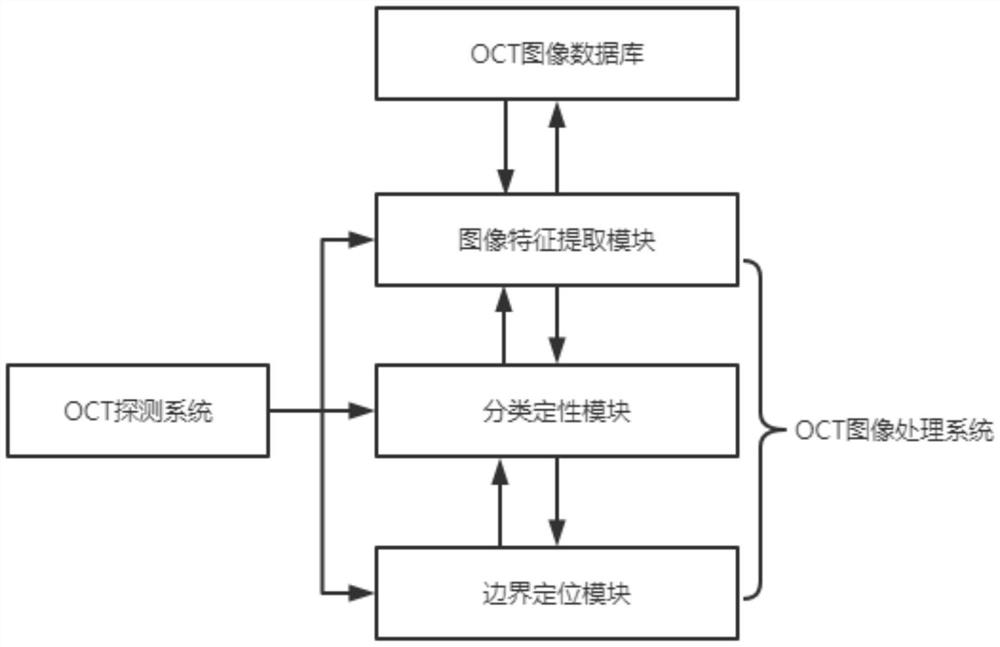 OCT (Optical Coherence Tomography) image processing device for qualitative and boundary positioning in brain tumor operation