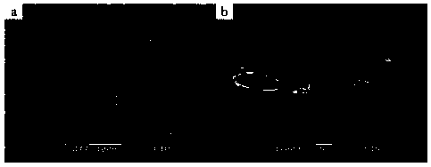 Method for cutting conductor material