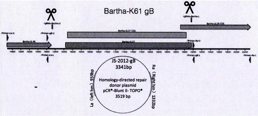 Pseudorabies virus gene engineering gB recombinant attenuated vaccine strain and application thereof