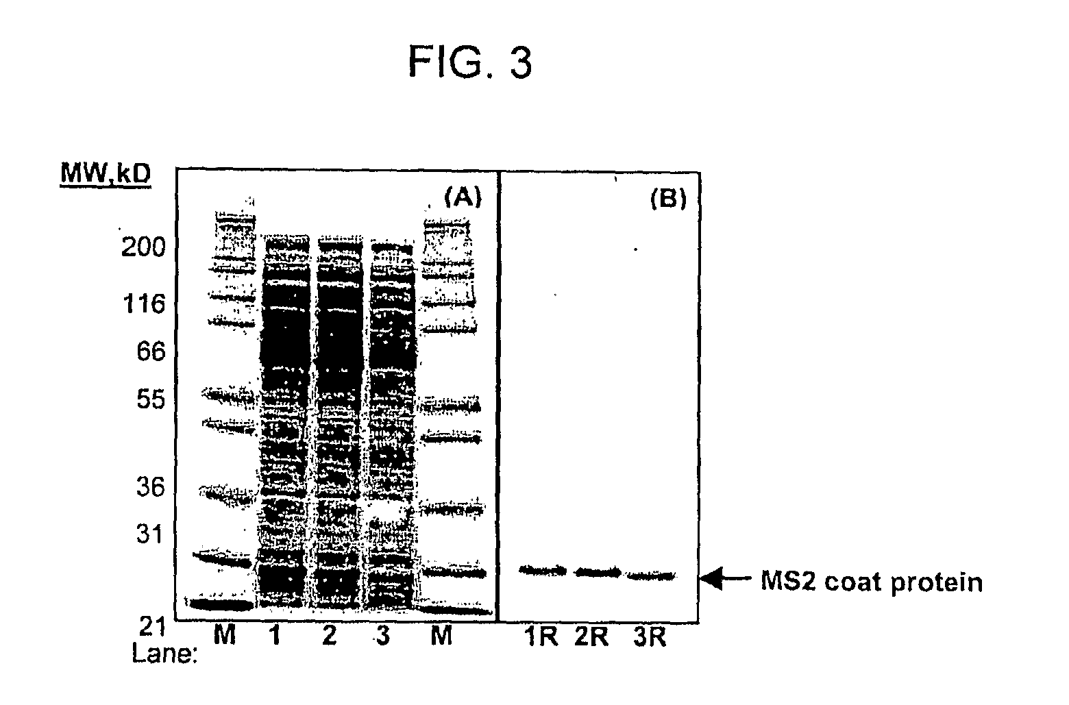 Cell-free synthesis of virus like particles