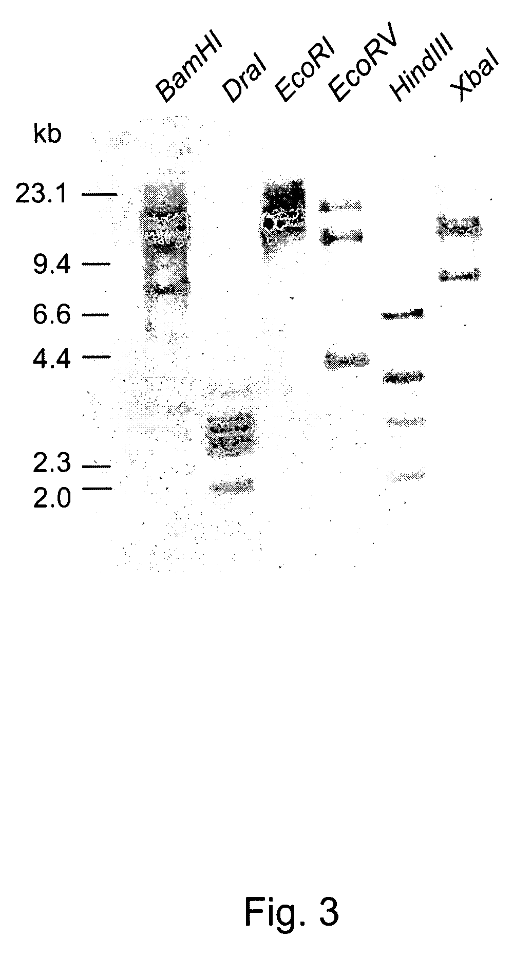 BNLEA3-1 promoter