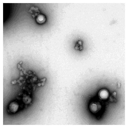 Decitabine nanocarrier and its application in the preparation of tumor fluorescence imaging agent