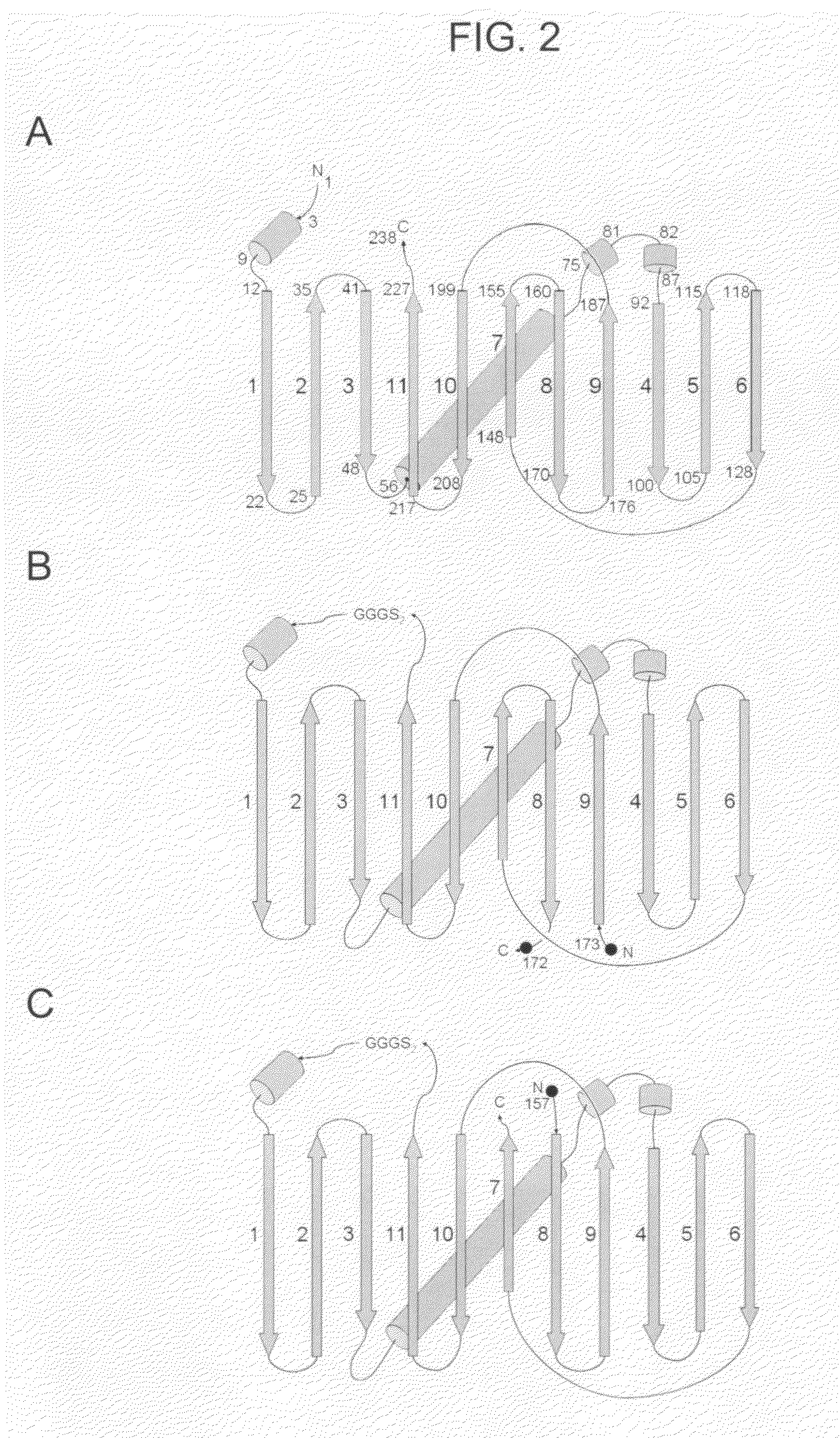 Circular permutant GFP insertion folding reporters