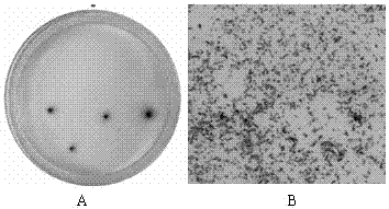 A sulfate-reducing bacterium-phosphorus solubilizing bacteria and its application in combined remediation of cadmium-contaminated soil