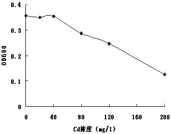 A sulfate-reducing bacterium-phosphorus solubilizing bacteria and its application in combined remediation of cadmium-contaminated soil