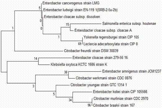 A sulfate-reducing bacterium-phosphorus solubilizing bacteria and its application in combined remediation of cadmium-contaminated soil