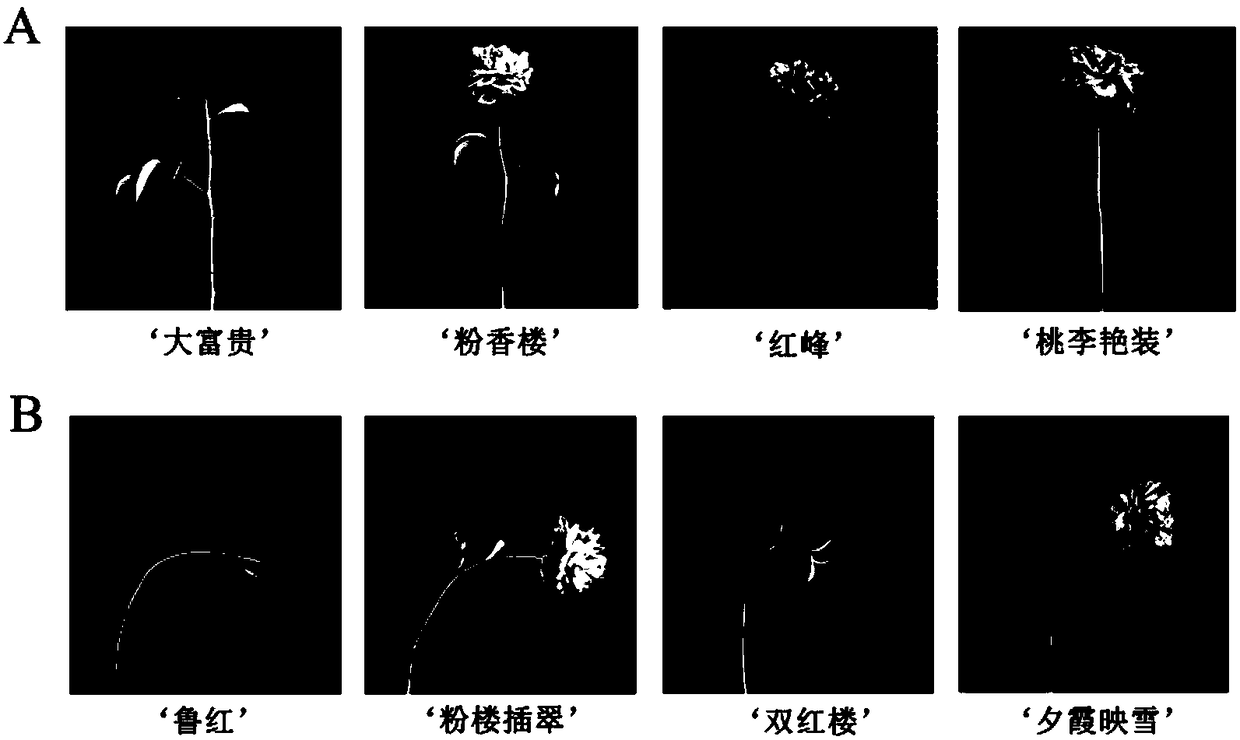 Microscopic authentication method for stem strength of paeonia lactiflora pall cut flower