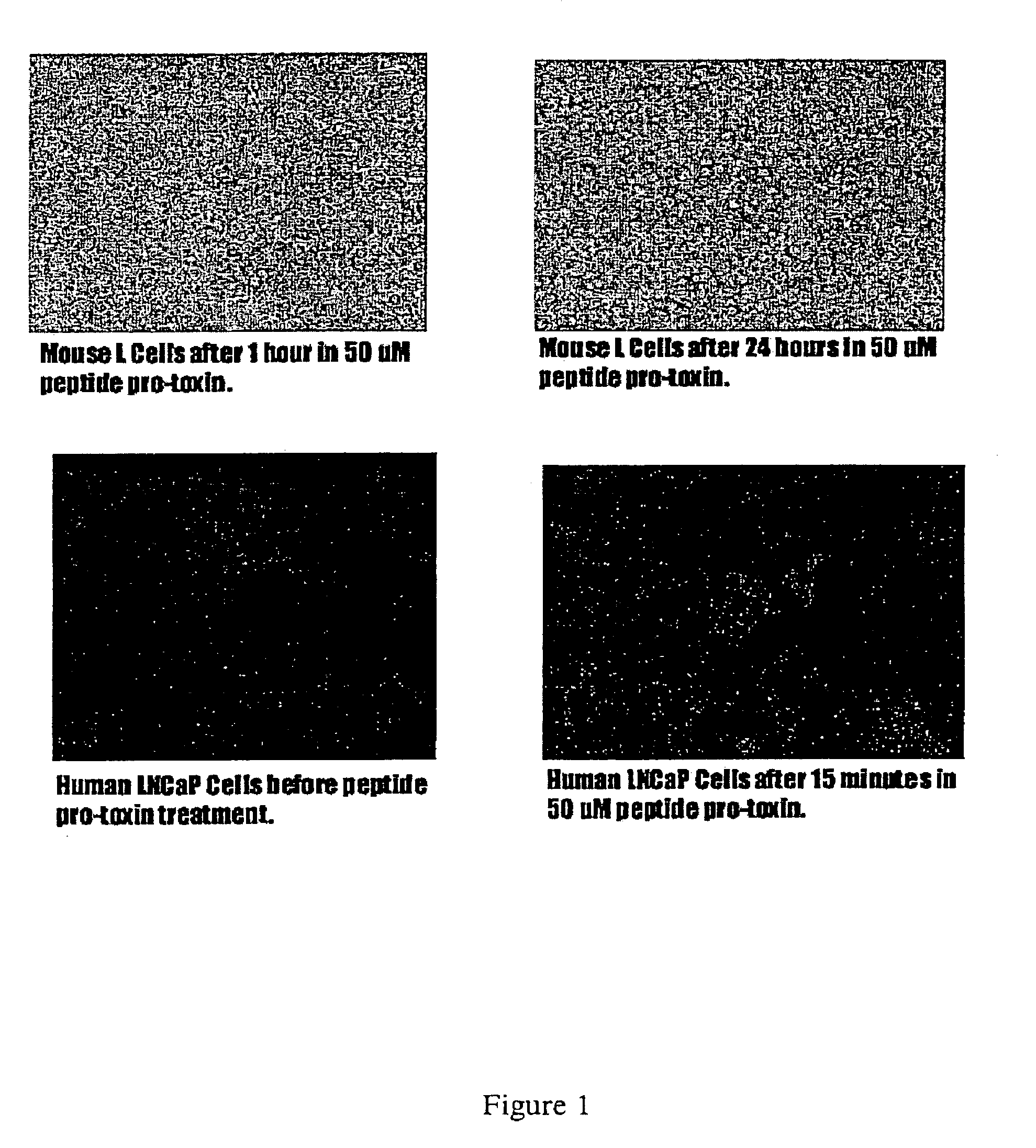 Therapeutic pore-forming peptides