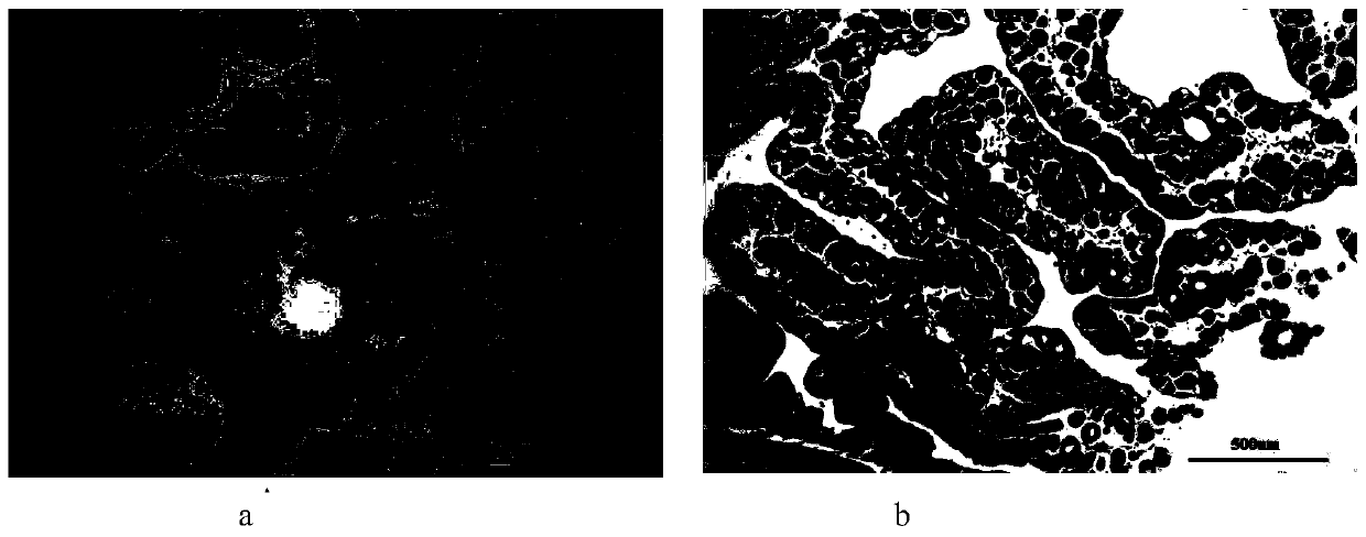 Distant hybrid breeding method of red-spotted grouper and saddle-banded grouper