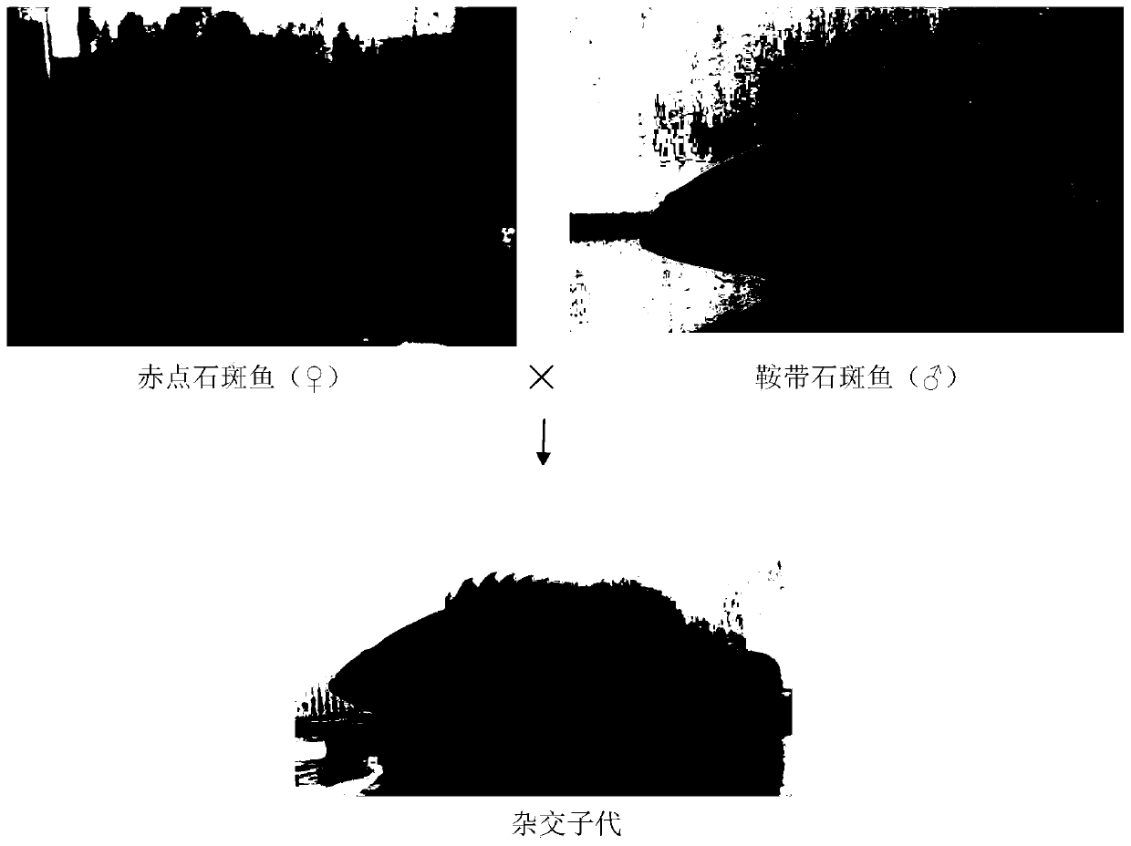 Distant hybrid breeding method of red-spotted grouper and saddle-banded grouper