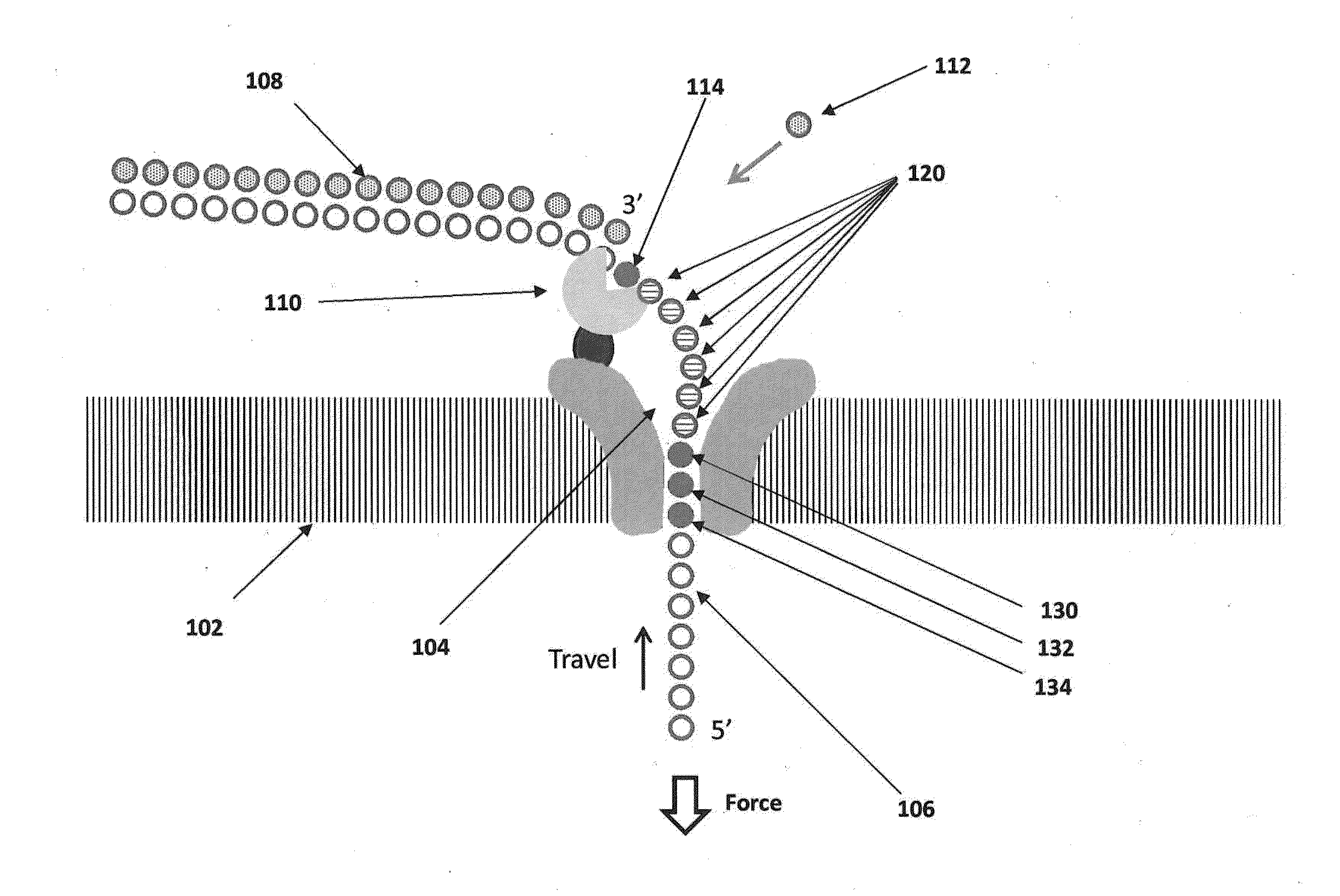 Modified base detection with nanopore sequencing