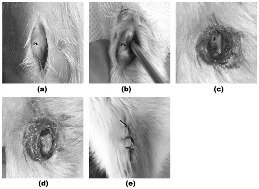 Construction method of persistent gouty arthritis animal disease model