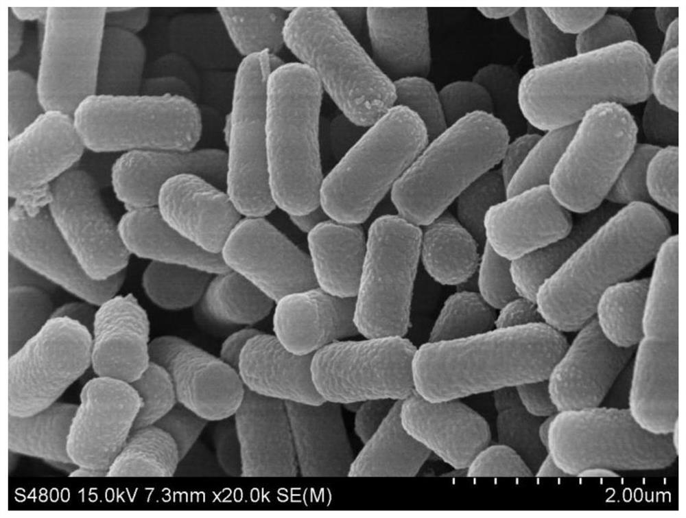 A ciliated Lactobacillus rhamnosus with mast cell activity regulation and its use