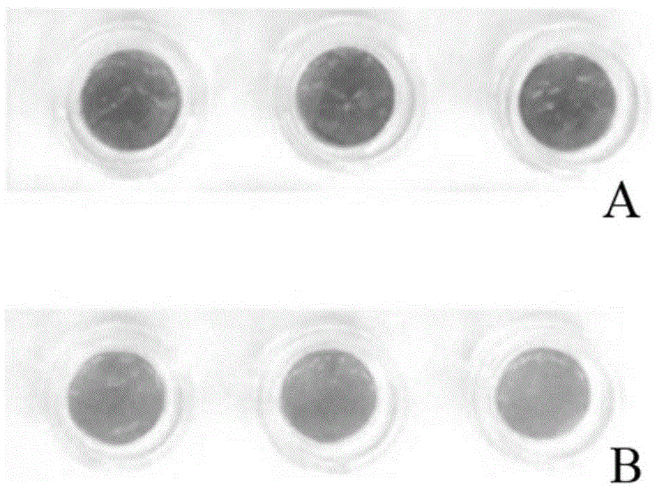 Whitening cream and preparation method thereof