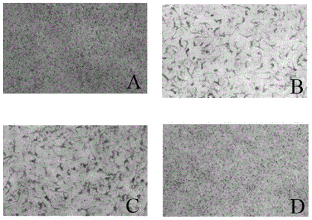 Whitening cream and preparation method thereof