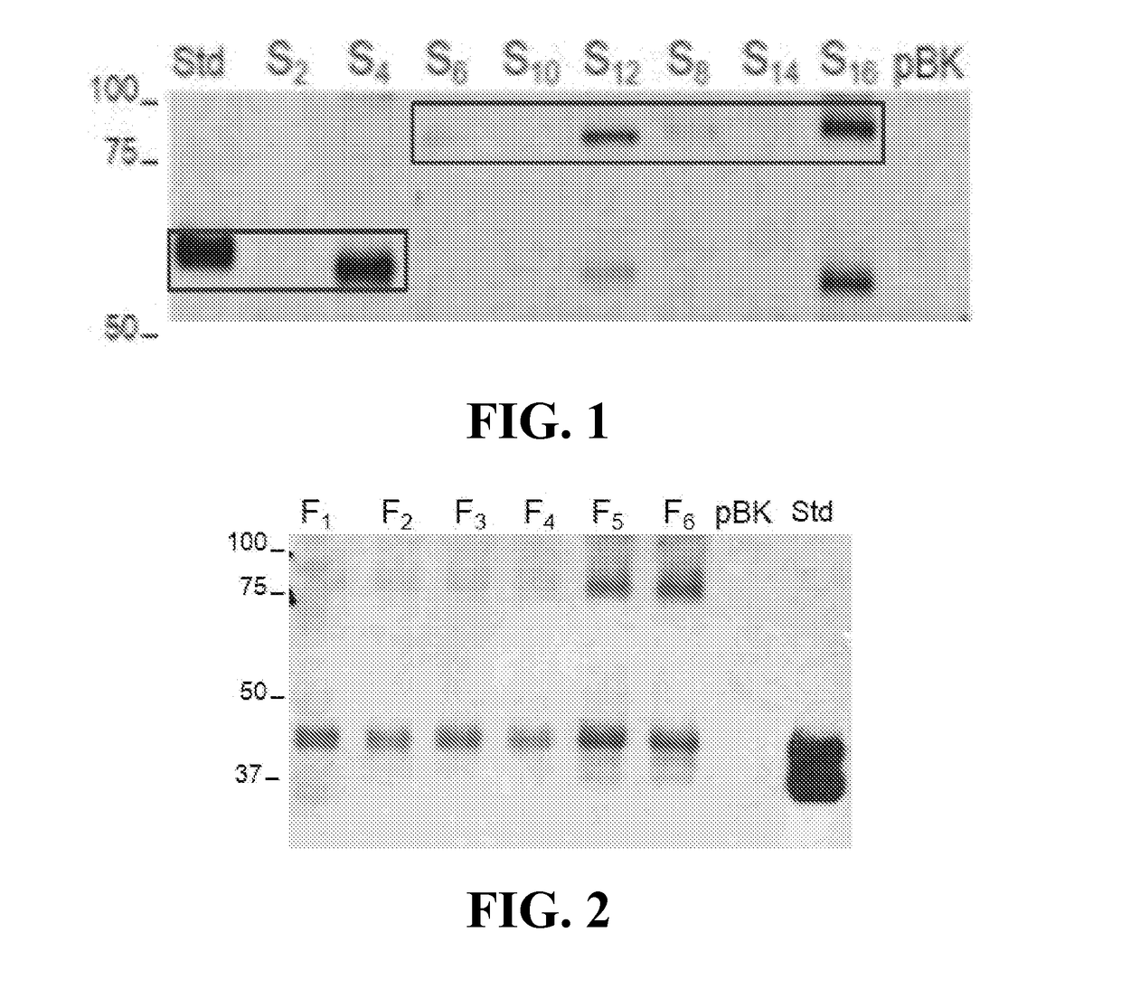 Materials and methods for treating disorders associated with sulfatase enzymes