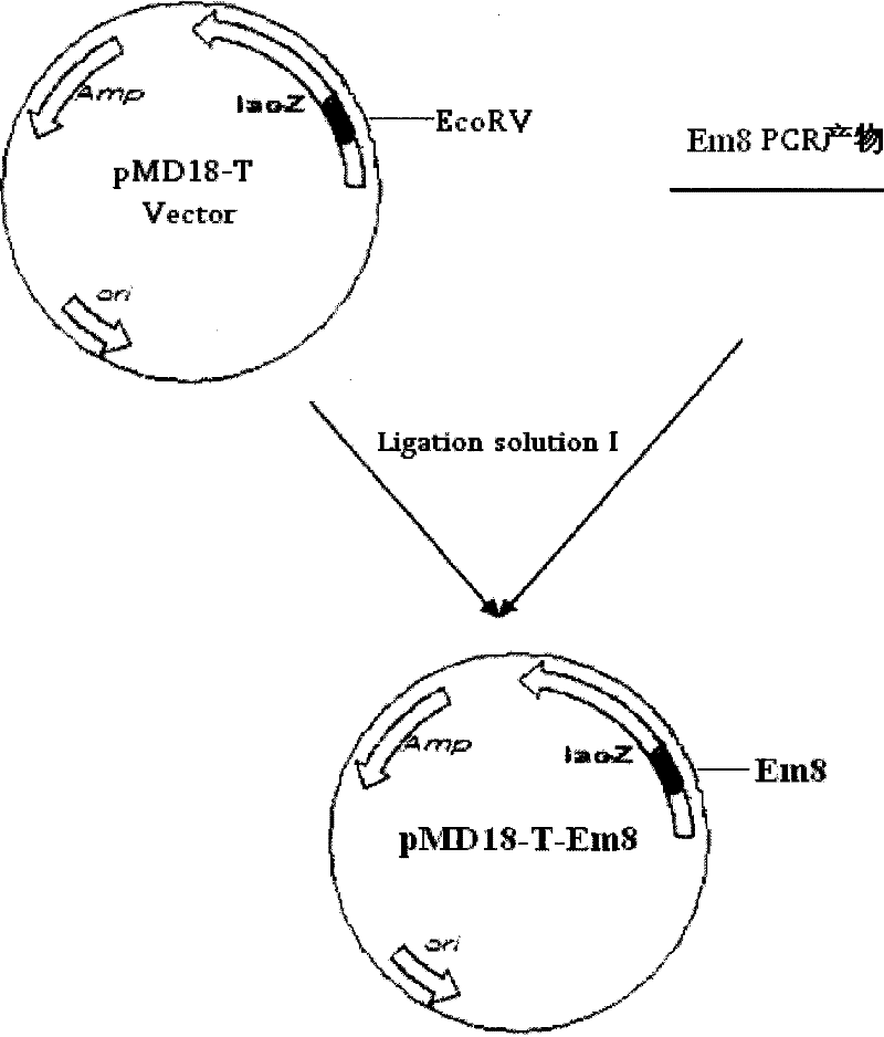 Immunoregulation DNA vaccine capable of preventing chicken Eimeria maxima